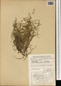 Mesostemma gypsophiloides (Fenzl) M. T. Sharples & E. A. Tripp, Mongolia (MONG) (Mongolia)