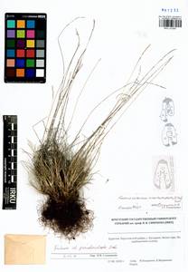 Festuca pseudosulcata Drobow, Siberia, Baikal & Transbaikal region (S4) (Russia)