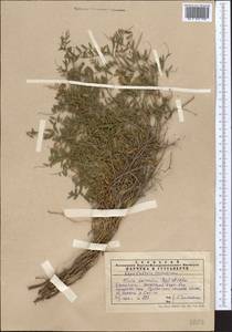 Vicia kokanica Regel & Schmalh., Middle Asia, Western Tian Shan & Karatau (M3) (Kazakhstan)
