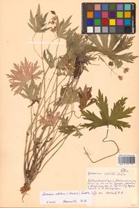 Geranium erianthum DC., Siberia, Russian Far East (S6) (Russia)