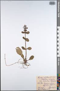 Ajuga reptans L., Eastern Europe, Central region (E4) (Russia)