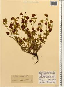 Trifolium aureum Pollich, Caucasus, North Ossetia, Ingushetia & Chechnya (K1c) (Russia)