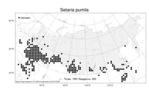 Setaria pumila (Poir.) Roem. & Schult., Atlas of the Russian Flora (FLORUS) (Russia)