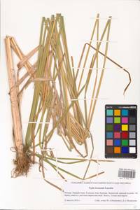 Typha laxmannii Lepech., Eastern Europe, Moscow region (E4a) (Russia)