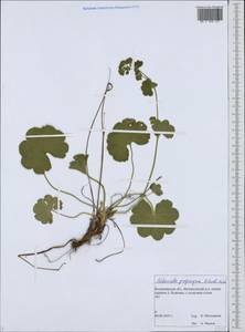 Alchemilla propinqua H. Lindb. ex Juz., Eastern Europe, Central region (E4) (Russia)