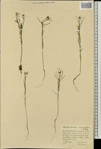 Dontostemon micranthus C.A. Mey., Mongolia (MONG) (Mongolia)