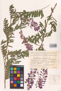 Hedysarum alpinum L., Eastern Europe, Northern region (E1) (Russia)