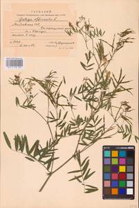 Galega officinalis L., Eastern Europe (no precise locality) (E0)