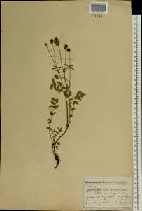 Poterium sanguisorba, Eastern Europe, Moscow region (E4a) (Russia)