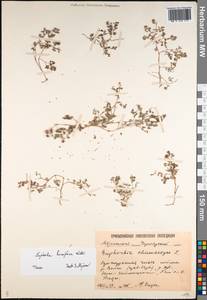 Euphorbia humifusa Willd., Eastern Europe, Lower Volga region (E9) (Russia)