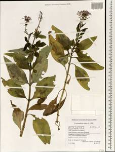 Centranthus ruber (L.) DC., Africa (AFR) (Spain)