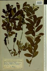 Spiraea douglasii Hook., Eastern Europe, Moscow region (E4a) (Russia)