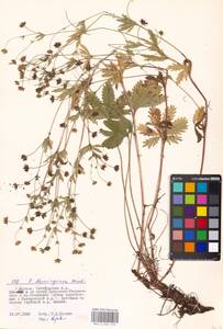 Potentilla thuringiaca Bernh. ex Link, Eastern Europe, Moscow region (E4a) (Russia)
