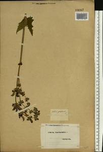 Salvia pratensis L., Eastern Europe, North Ukrainian region (E11) (Ukraine)