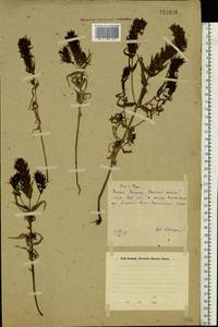 Melampyrum, Eastern Europe, Eastern region (E10) (Russia)