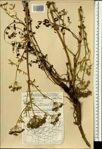 Cnidium dauricum (Jacq.) Turcz. ex Fisch. & C. A. Mey., Mongolia (MONG) (Mongolia)