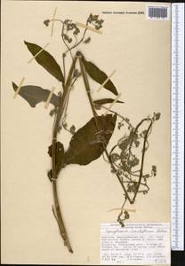 Cynoglossum viridiflorum Pall. ex Lehm., Middle Asia, Western Tian Shan & Karatau (M3) (Kyrgyzstan)