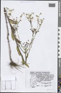 Erigeron annuus (L.) Pers., Eastern Europe, Volga-Kama region (E7) (Russia)