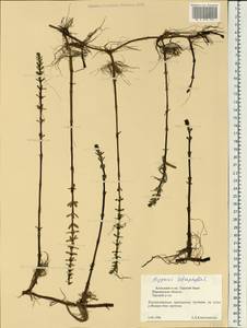 Hippuris tetraphylla L. fil., Eastern Europe, Northern region (E1) (Russia)