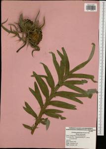 Lophiolepis decussata (Janka) Del Guacchio, Bures, Iamonico & P. Caputo, Eastern Europe, Central region (E4) (Russia)