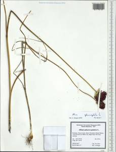 Allium sphaerocephalon L., Western Europe (EUR) (Romania)