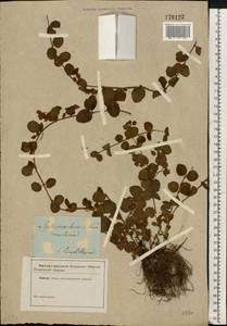 Lysimachia nummularia L., Eastern Europe, South Ukrainian region (E12) (Ukraine)