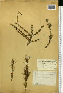 Larix decidua (L.) Mill., Eastern Europe, Moscow region (E4a) (Russia)