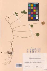 Trifolium repens L., Eastern Europe, Central forest-and-steppe region (E6) (Russia)