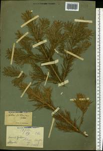 Abies sibirica Ledeb., Eastern Europe, Eastern region (E10) (Russia)