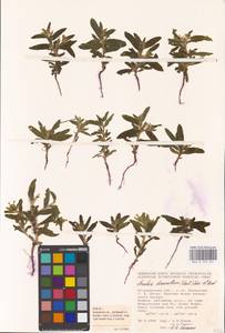 MHA 0 153 631, Arnebia decumbens (Vent.) Coss. & Kralik, Eastern Europe, Lower Volga region (E9) (Russia)