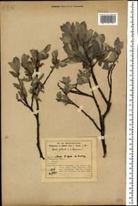 Salix glauca × lapponum, Eastern Europe, Northern region (E1) (Russia)