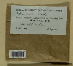 Dicranum viride (Sull. & Lesq.) Lindb., Bryophytes, Bryophytes - Moscow City & Moscow Oblast (B6a) (Russia)