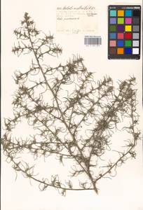 Salsola tragus L., Eastern Europe, Moscow region (E4a) (Russia)