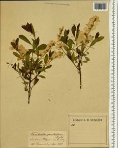 Exochorda racemosa (Lindl.) Rehder, South Asia, South Asia (Asia outside ex-Soviet states and Mongolia) (ASIA) (Germany)