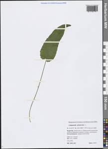 Campanula glomerata L., Siberia, Baikal & Transbaikal region (S4) (Russia)