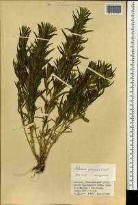 Artemisia pamirica C. Winkl., Mongolia (MONG) (Mongolia)