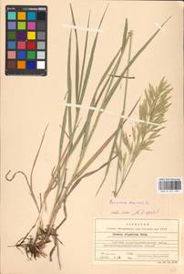 Bromus inermis Leyss., Eastern Europe, North Ukrainian region (E11) (Ukraine)