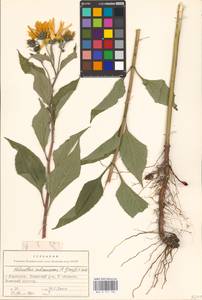 Helianthus tuberosus L., Eastern Europe, Middle Volga region (E8) (Russia)