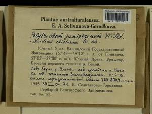 Abietinella abietina (Hedw.) M. Fleisch., Bryophytes, Bryophytes - South Urals (B14) (Russia)