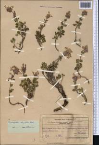 Dracocephalum oblongifolium Regel, Middle Asia, Western Tian Shan & Karatau (M3) (Uzbekistan)