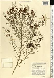 Alhagi pseudalhagi (M.Bieb.) Desv. ex Wangerin, Eastern Europe, Lower Volga region (E9) (Russia)