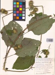 Arctium nemorosum Lej., Eastern Europe, Lower Volga region (E9) (Russia)