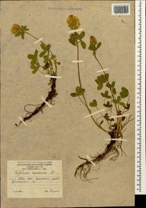 Trifolium canescens Willd., Caucasus, South Ossetia (K4b) (South Ossetia)