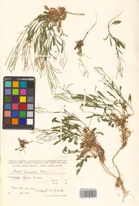 Arabidopsis lyrata subsp. kamchatica (Fisch. ex DC.) O'Kane & Al-Shehbaz, Siberia, Russian Far East (S6) (Russia)