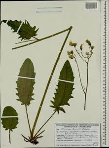 Hieracium murorum subsp. sylvularum (Jord. ex Boreau) Zahn, Eastern Europe, Belarus (E3a) (Belarus)