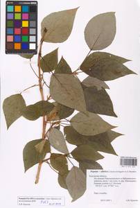 Populus tremuloides Michx., Eastern Europe, Central region (E4) (Russia)