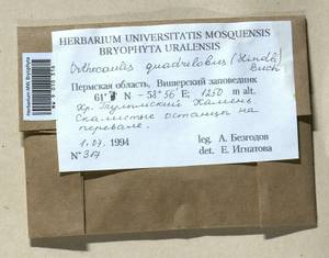 Schljakovianthus quadrilobus (Lindb.) Konstant. & Vilnet, Bryophytes, Bryophytes - Permsky Krai, Udmurt Republic, Sverdlovsk & Kirov Oblasts (B8) (Russia)