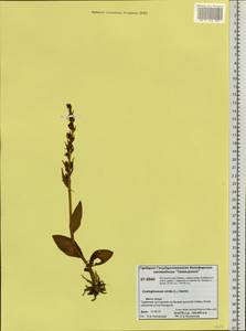 Dactylorhiza viridis (L.) R.M.Bateman, Pridgeon & M.W.Chase, Siberia, Central Siberia (S3) (Russia)