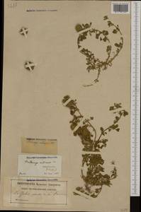 Medicago intertexta subsp. ciliaris (L.)Ponert, Western Europe (EUR) (France)