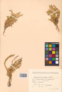 Spinulum annotinum subsp. annotinum, Siberia, Russian Far East (S6) (Russia)